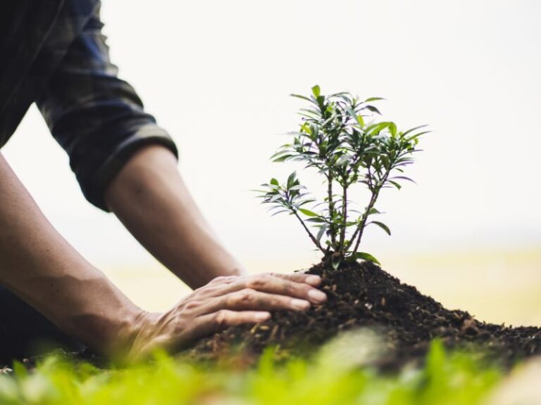 pessoa plantando muda de árvore