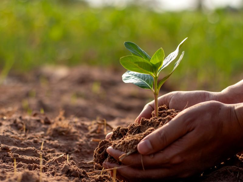 Compensação ambiental